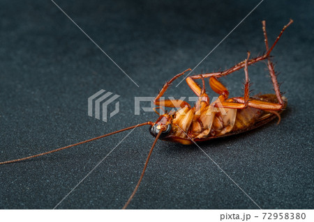 dead cockroach on dark background with copy space 72958380