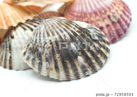 Closeup of beautiful seashells on white background 72958503