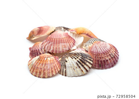 Closeup of beautiful seashells pile on white background 72958504