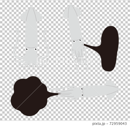 イカのイラストのセット 72959043