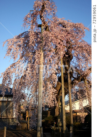 夕日に染まる枝垂れ桜　笠間市光明寺 72959061