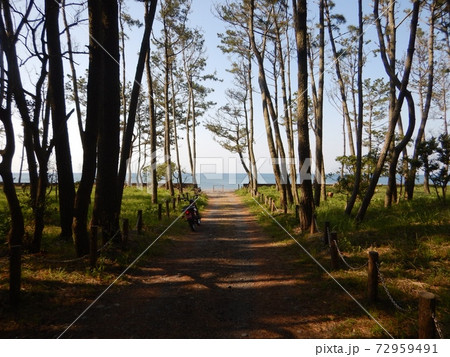 煙樹ヶ浜でひと休み 煙樹ヶ浜でひと休み 72959491