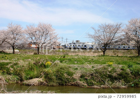 青空の下　涸沼川越しに桜並木と電車 72959985