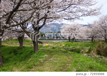 桜並木越しに鉄橋を渡る電車 72959986