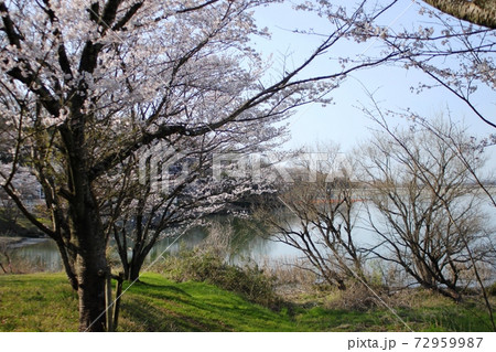 つくし湖畔の桜 72959987