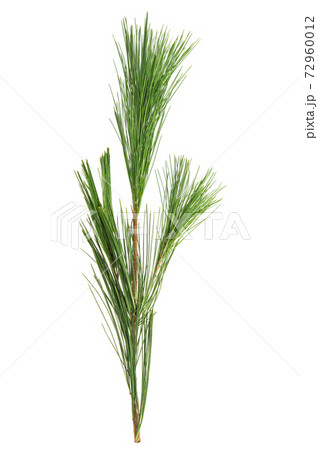 Cedar leaf isolated white background Conifer tree branch 72960012