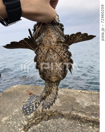 オニオコゼ Inimicus japonicus オニオコゼ Inimicus japonicus 72960209