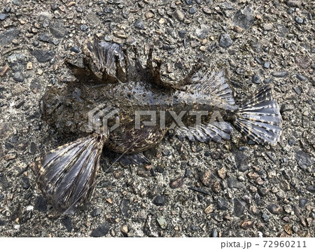 オニオコゼ Inimicus japonicus オニオコゼ Inimicus japonicus 72960211