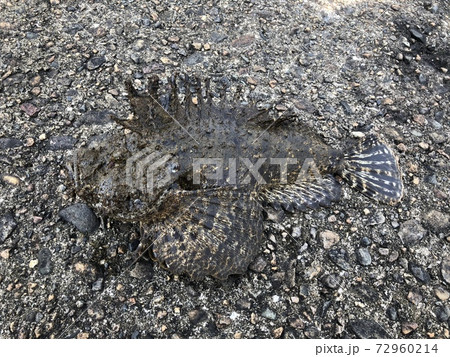 オニオコゼ Inimicus japonicus オニオコゼ Inimicus japonicus 72960214