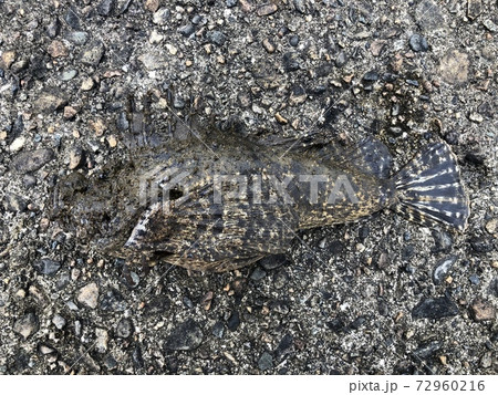 オニオコゼ Inimicus japonicus 72960216