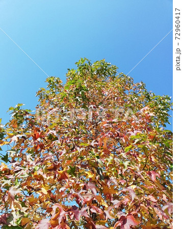 11月、紅葉し始めたもみじ 11月、紅葉し始めたもみじ 72960417