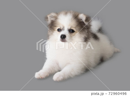 Pomeranian looking something with smile and happy feeling on light grey background Pomeranian looking something with smile and happy feeling on light grey background 72960496