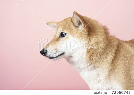 柴犬の横顔の写真素材