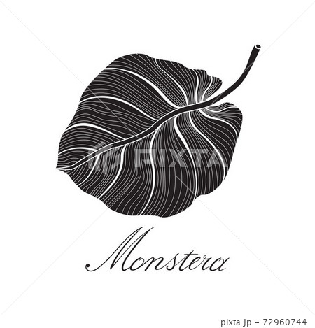 Set of Contour Illustration of Monstera Leaves. Tropical Flora