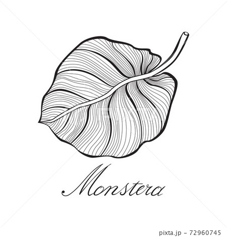 Monstera leaf line art. Contour drawing. Minimalism art. Modern decor. vector illustration 72960745