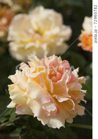 薔薇園に赤色やピンク色の薔薇の花が咲いています このバラの名前は万葉です の写真素材