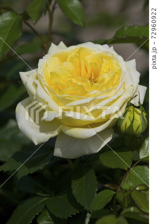 薔薇園に黄色い薔薇の花が咲いています。このバラの名前はトゥールズ・ロートレックです。 薔薇園に黄色い薔薇の花が咲いています。このバラの名前はトゥールズ・ロートレックです。 72960922