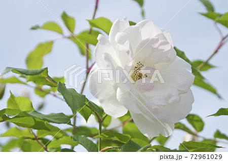 薔薇園に白い薔薇の花が咲いています。このバラの名前はアイスバーグ（シュネーヴィッチェン）です。 72961029