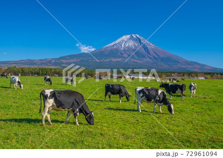 富士山 朝霧高原の牧場 牛 丑年の写真素材