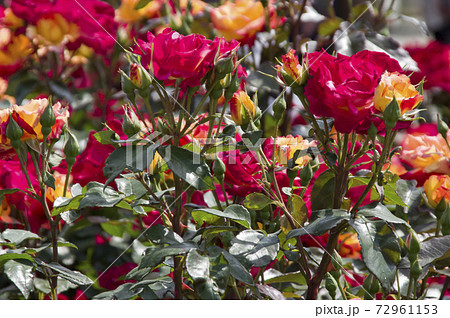 薔薇園に赤色やオレンジ色の薔薇の花が咲いています。このバラの名前は八千代錦です。 薔薇園に赤色やオレンジ色の薔薇の花が咲いています。このバラの名前は八千代錦です。 72961153