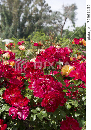 薔薇園に赤色やオレンジ色の薔薇の花が咲いています このバラの名前は八千代錦です の写真素材