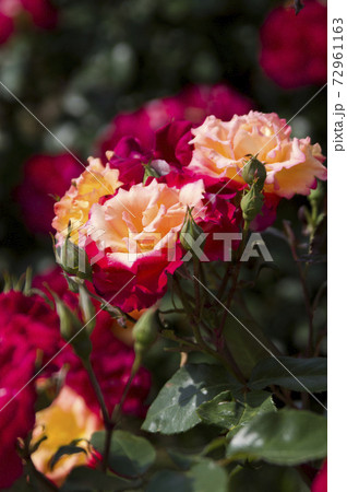 薔薇園に赤色やオレンジ色の薔薇の花が咲いています このバラの名前は八千代錦です の写真素材