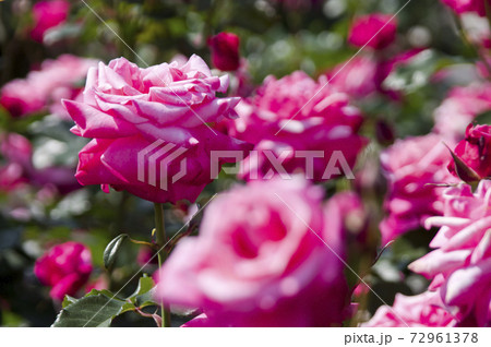 薔薇園にピンク色の薔薇の花が咲いています。このバラの名前はプリンセス・チチブです。 薔薇園にピンク色の薔薇の花が咲いています。このバラの名前はプリンセス・チチブです。 72961378