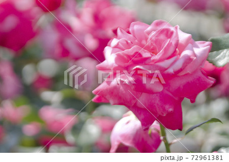 薔薇園にピンク色の薔薇の花が咲いています。このバラの名前はプリンセス・チチブです。 薔薇園にピンク色の薔薇の花が咲いています。このバラの名前はプリンセス・チチブです。 72961381