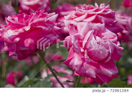 薔薇園にピンク色の薔薇の花が咲いています。このバラの名前はプリンセス・チチブです。 薔薇園にピンク色の薔薇の花が咲いています。このバラの名前はプリンセス・チチブです。 72961384