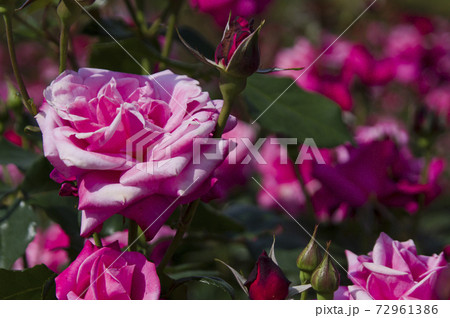 薔薇園にピンク色の薔薇の花が咲いています。このバラの名前はプリンセス・チチブです。 72961386