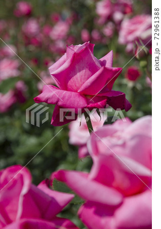 薔薇園にピンク色の薔薇の花が咲いています。このバラの名前はプリンセス・チチブです。 薔薇園にピンク色の薔薇の花が咲いています。このバラの名前はプリンセス・チチブです。 72961388