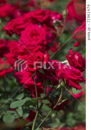 薔薇園に赤い薔薇の花が咲いています このバラの名前はカーディナルです の写真素材 薔薇園に赤い薔薇の花が咲いています このバラの名前はカーディナルです の写真素材