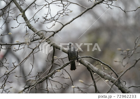 ヒヨドリ 72962233