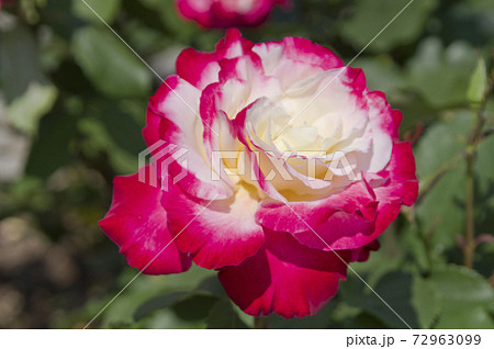 薔薇園にピンク色と白色の薔薇の花が咲いています。このバラの名前はダブルデライトです。 72963099