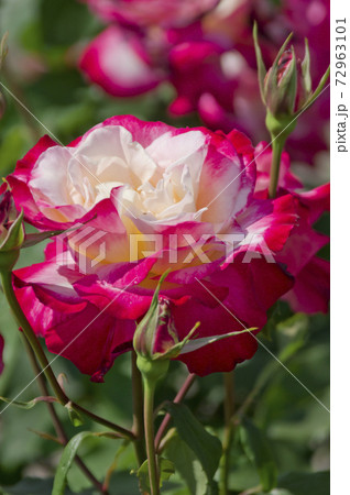薔薇園にピンク色と白色の薔薇の花が咲いています このバラの名前はダブルデライトです の写真素材