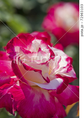 薔薇園にピンク色と白色の薔薇の花が咲いています。このバラの名前はダブルデライトです。 薔薇園にピンク色と白色の薔薇の花が咲いています。このバラの名前はダブルデライトです。 72963103