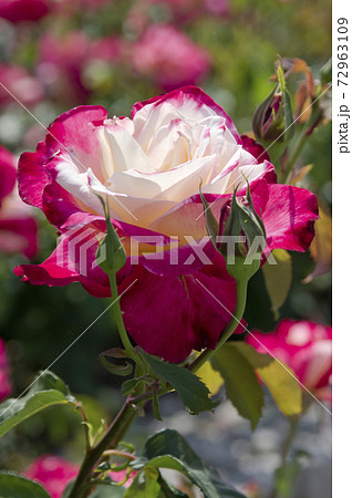 薔薇園にピンク色と白色の薔薇の花が咲いています このバラの名前はダブルデライトです の写真素材