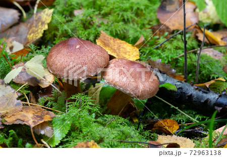 Scaly knight, Tricholoma vaccinum growing among moss Scaly knight, Tricholoma vaccinum growing among moss 72963138