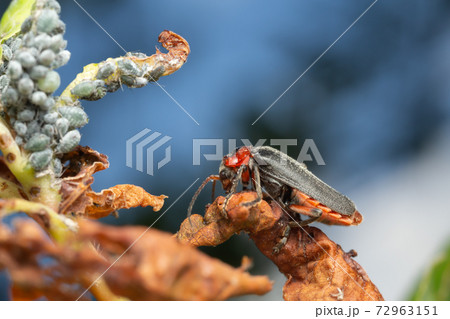 Soldier beetle, Cantharis rustica and aphids Soldier beetle, Cantharis rustica and aphids 72963151