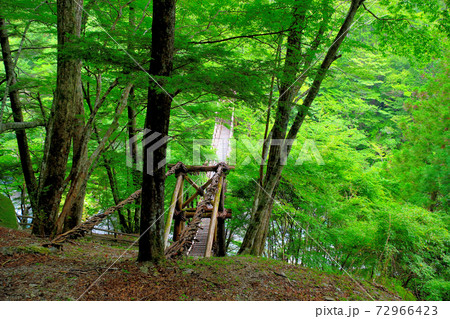 奥祖谷二重かずら橋・徳島の秘境に掛かるかずら橋の男橋を上から眺める・四国・徳島県三好市祖谷(4) 72966423