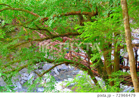 奥祖谷二重かずら橋・歩道から樹木越しに眺める女橋と、ソロソロ渡る観光客・四国・徳島県三好市祖谷(1) 72966479