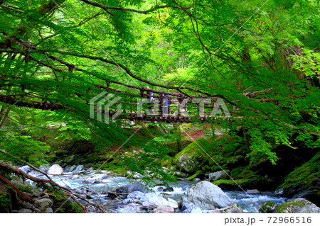 奥祖谷二重かずら橋・女橋を恐る恐る渡る観光客のイメージ・四国・徳島県三好市祖谷(2) 72966516