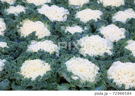 葉牡丹のお花畑 葉牡丹のお花畑 72966584