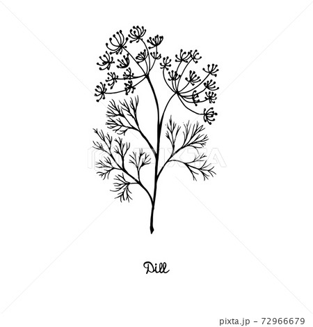 Spicy herbs are grown in the garden. Dill. Vector illustration is drawn by hand. Doodle style. Spicy herbs are grown in the garden. Dill. Vector illustration is drawn by hand. Doodle style. 72966679