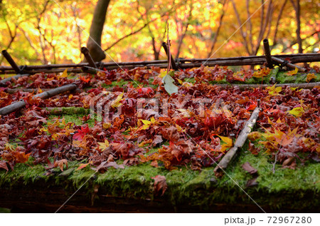 苔の生えた屋根の上に散らばった散り紅葉ときらめく黄色い木々 苔の生えた屋根の上に散らばった散り紅葉ときらめく黄色い木々 72967280