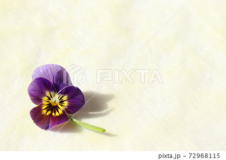青いパンジーの写真素材