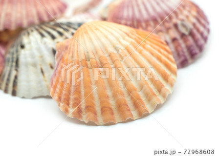 Closeup of beautiful seashells on white background Closeup of beautiful seashells on white background 72968608