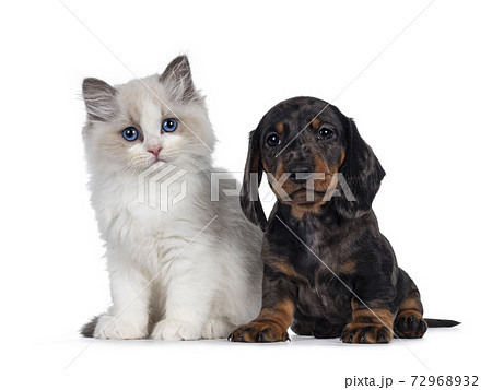 Ragdoll kitten and Dachshund pup on white 72968932
