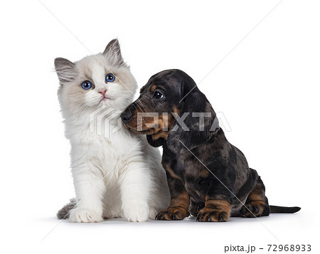 Ragdoll kitten and Dachshund pup on white Ragdoll kitten and Dachshund pup on white 72968933
