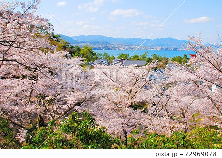《広島県》宮島の桜 72969078